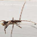 Image of Coptocercus crucigerus (Hope 1842)