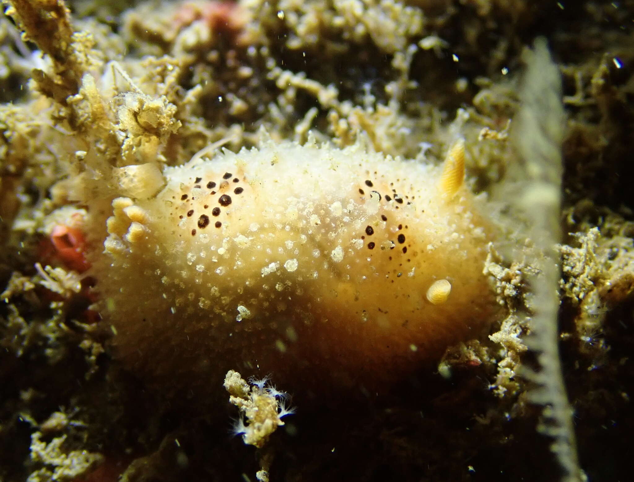 Image of Thordisa bimaculata Lance 1966