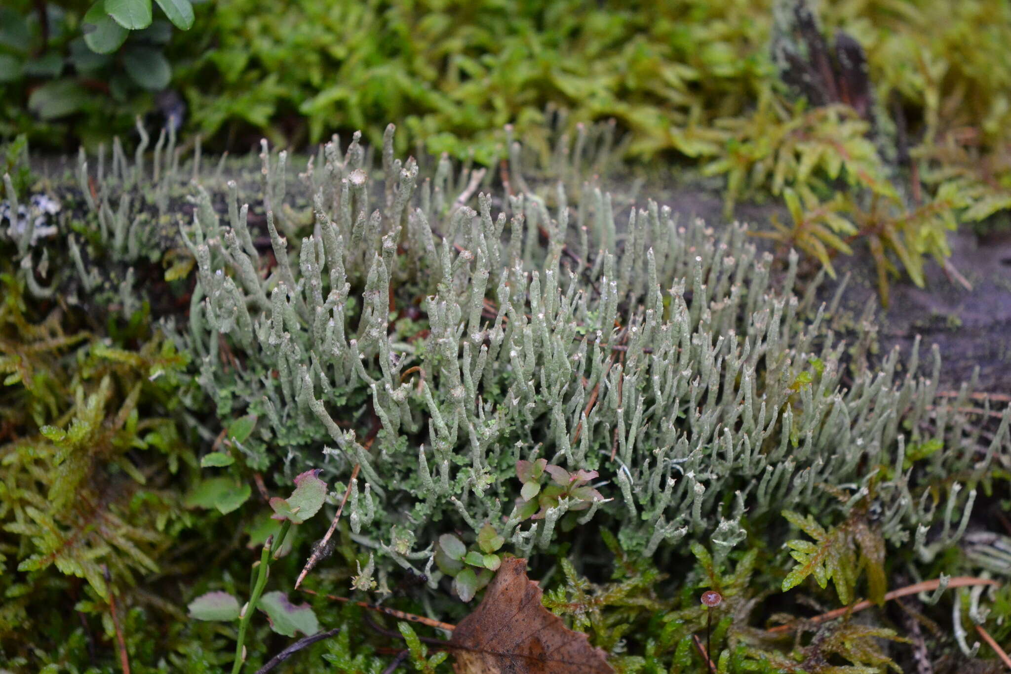 Image of cup lichen