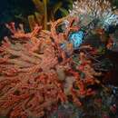 Image of Multicoloured sea fan