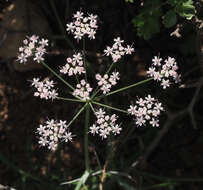 Image of Astomaea seselifolium DC.