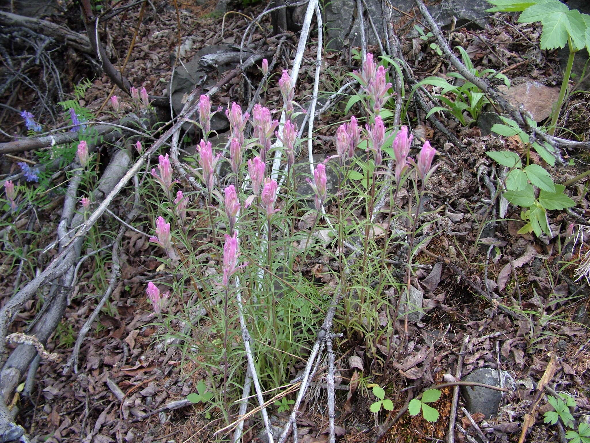 Image of Castilleja rubra (Drob.) Rebr.