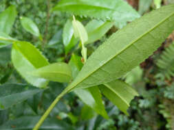 Imagem de Pyrenaria microcarpa (Dunn) H. Keng