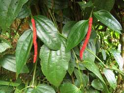 Image of Piper macropiper Pennant