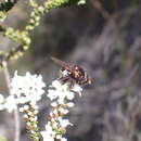 صورة Cyphipelta rufocyanea (Walker 1835)