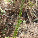 Plancia ëd Angadenia berteroi (A. DC.) Miers