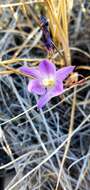 Слика од Brodiaea santarosae T. J. Chester, W. P. Armstr. & Madore