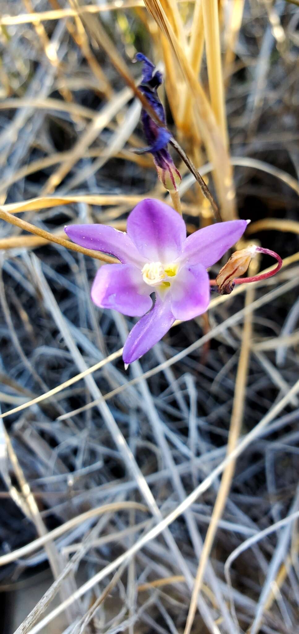 Sivun Brodiaea santarosae T. J. Chester, W. P. Armstr. & Madore kuva