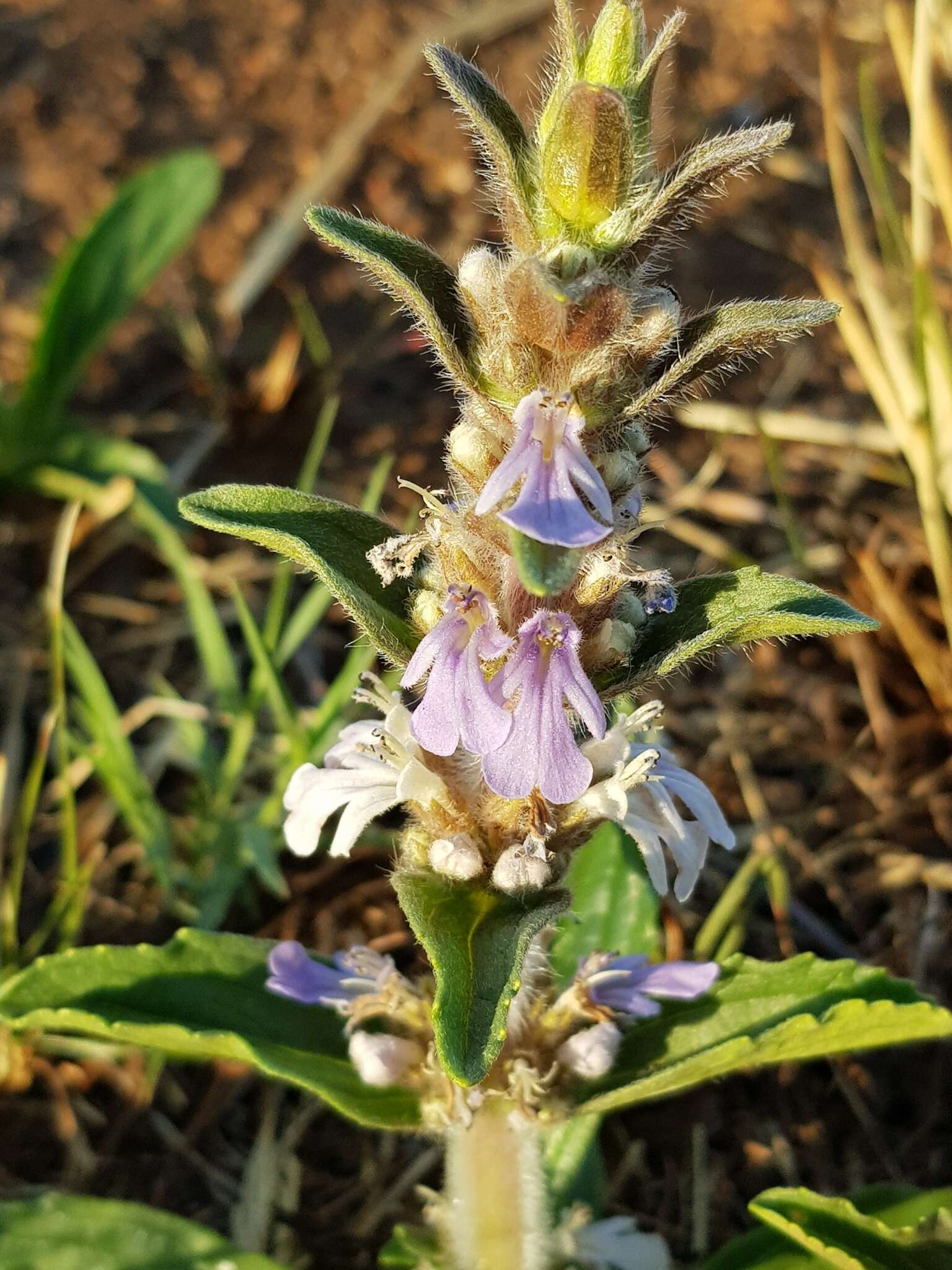 Image of Bugle plant