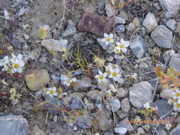 Image de Linanthus demissus (A. Gray) Greene