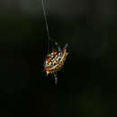 Image of Gasteracantha curvispina (Guérin 1837)