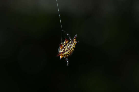 Image of Gasteracantha curvispina (Guérin 1837)