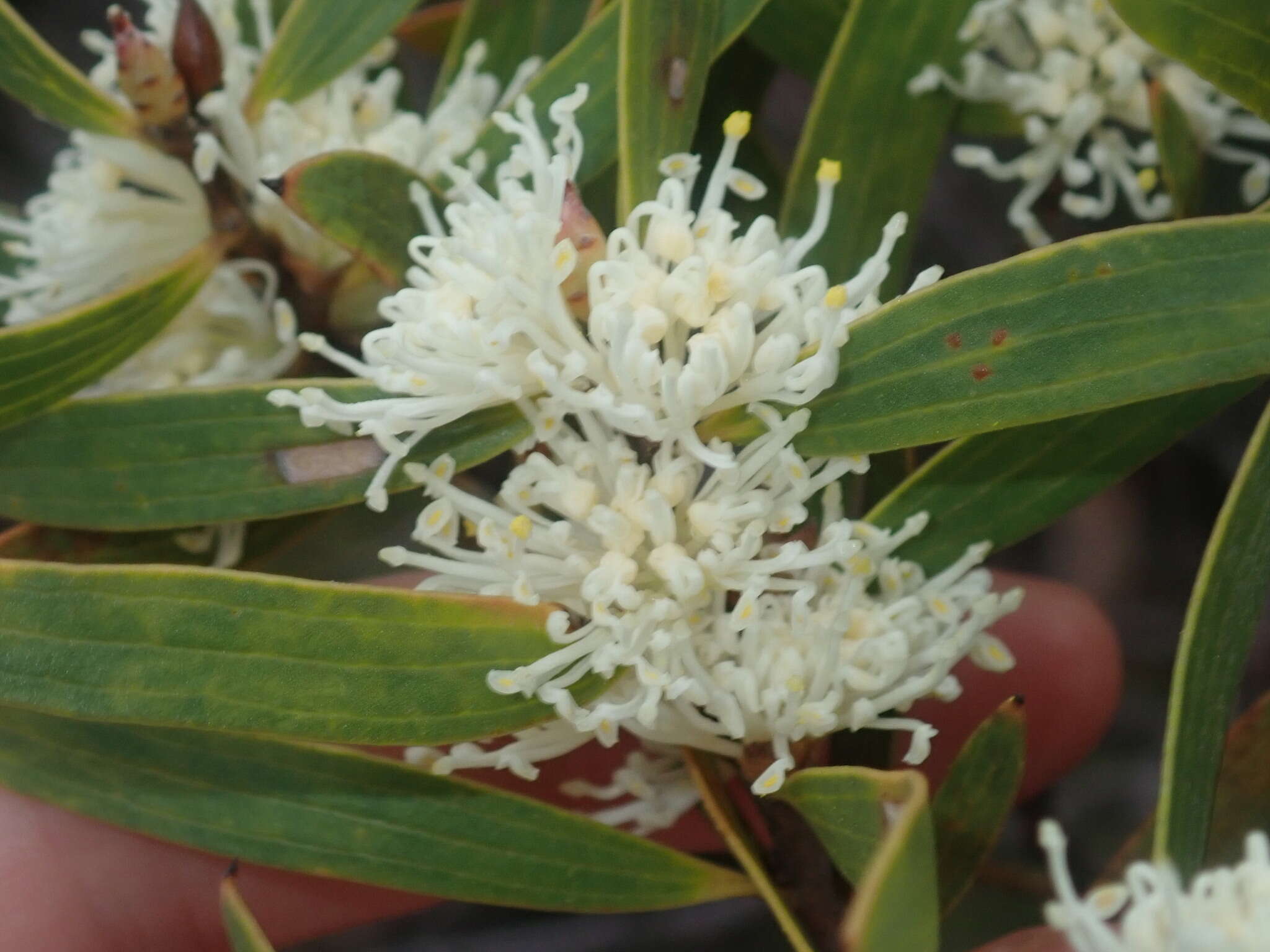 Image of Hakea ambigua Meissn.