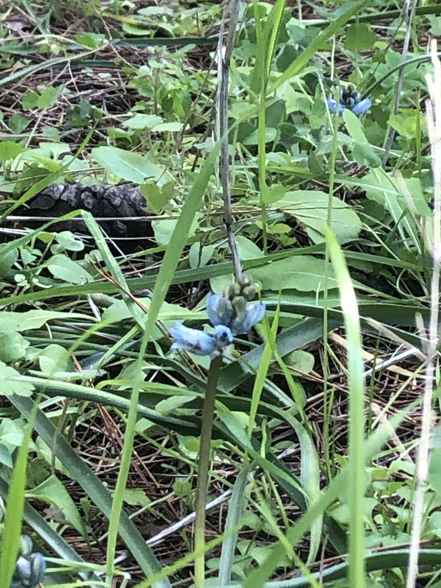 Image of Bellevalia hyacinthoides (Bertol.) K. Perss. & Wendelbo