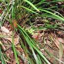 Image of creeping liriope