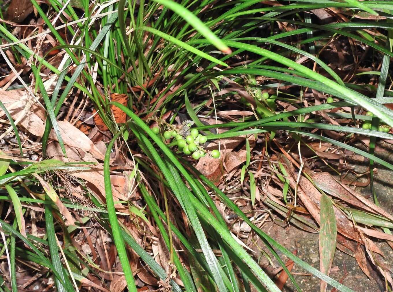 Image of creeping liriope