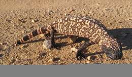 Image of Reticulated gila monster