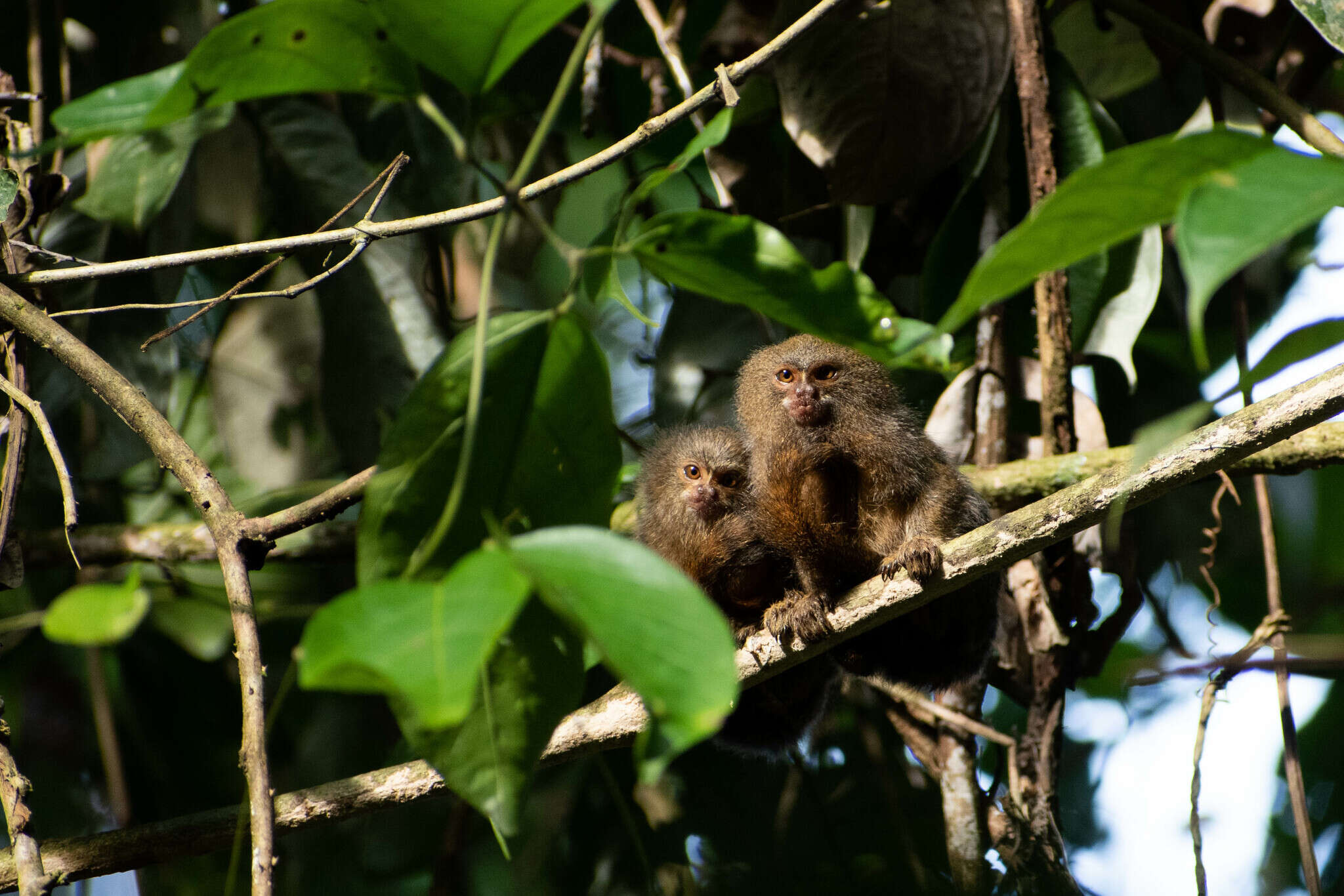 Image of pygmy marmoset