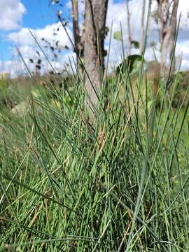 Image of Eleocharis pallens S. T. Blake