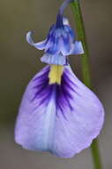Image of Pigea calycina DC.
