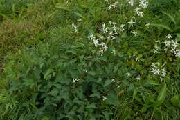 Imagem de Clematis recta L.