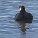 Image of Giant Coot