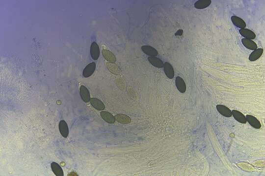 Image of Filamentous fungus