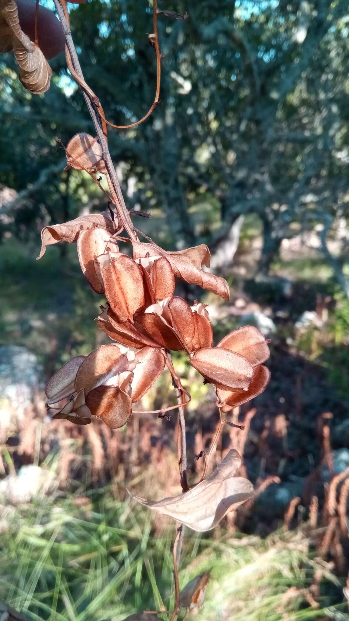 صورة Dioscorea heteropoda Baker