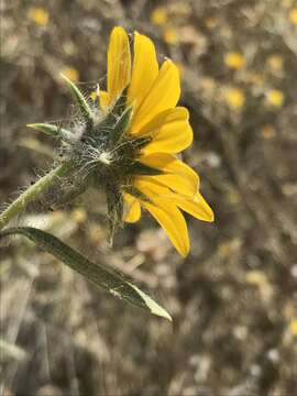 Image of Serpentine Sunflower