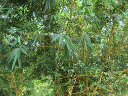 Image of Guadua angustifolia Kunth