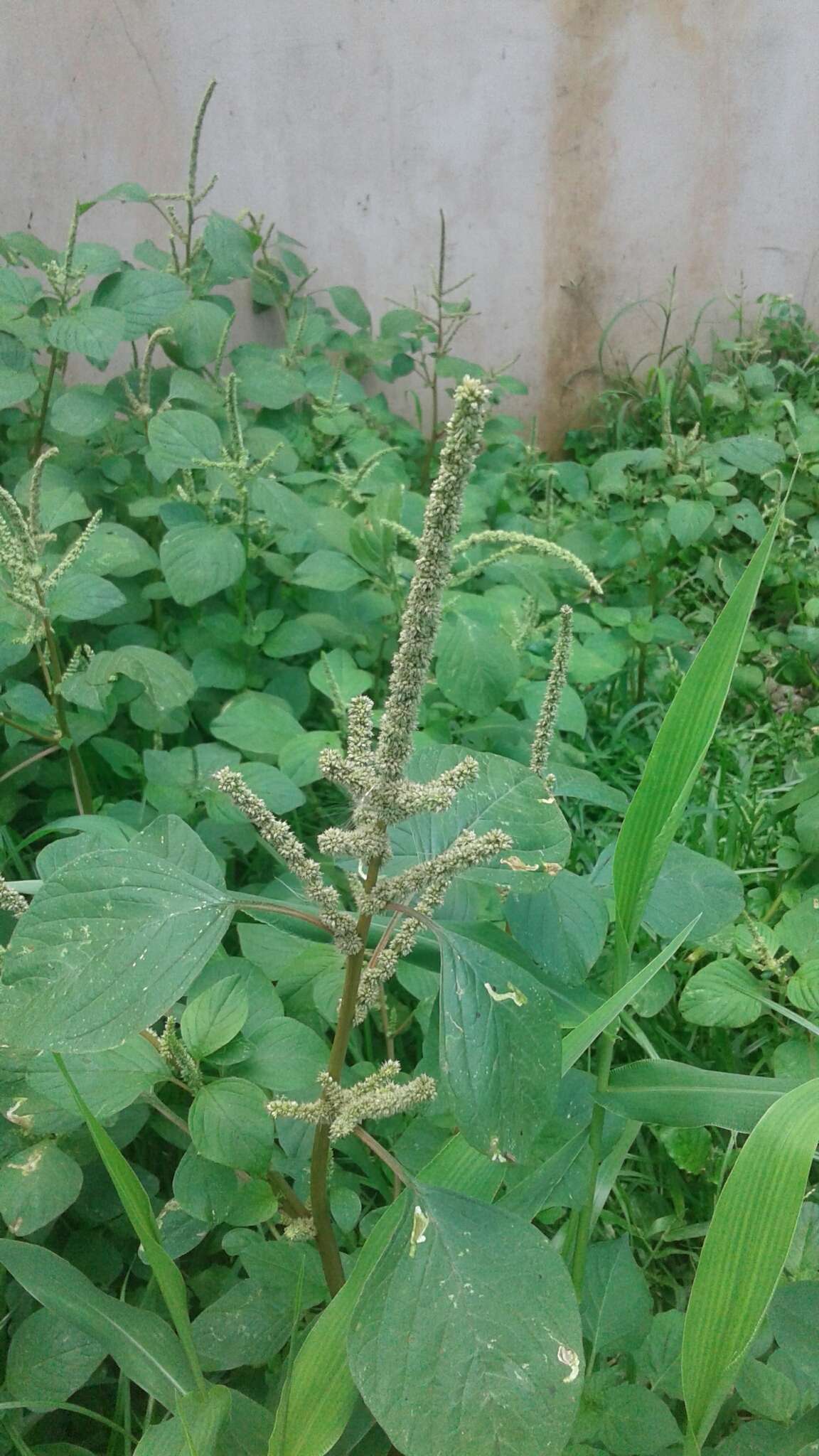 Amaranthus dubius Mart. resmi