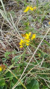 Image of marsh bird's-foot trefoil,