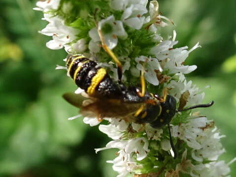 Philanthus gibbosus (Fabricius 1775)的圖片