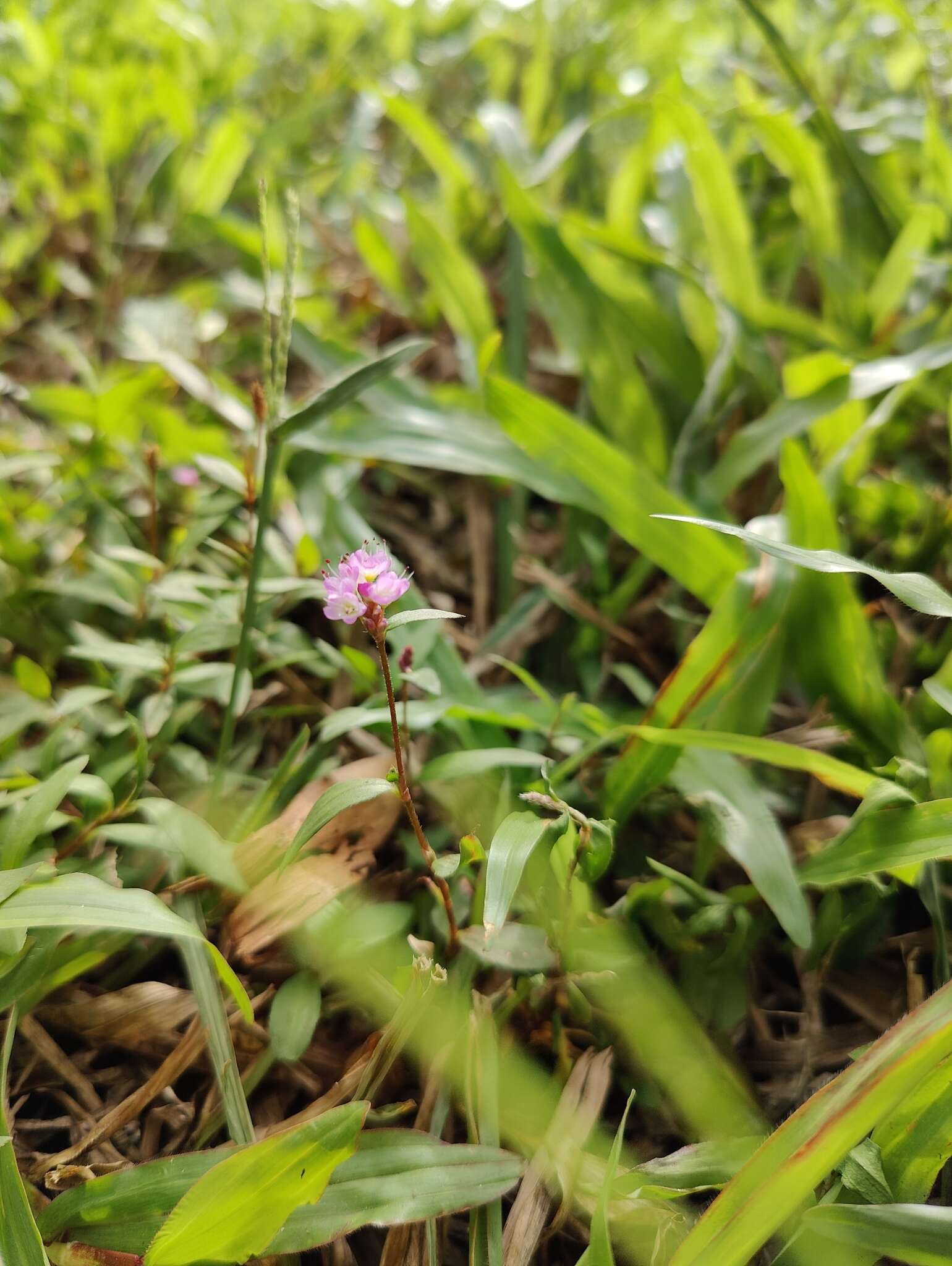 Image of <i>Persicaria criopolitana</i>