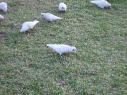 Image of Little Corella