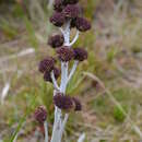 Image of Pleurophyllum hookeri J. Buch.