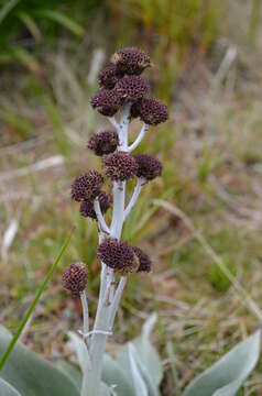 Image of Pleurophyllum hookeri J. Buch.