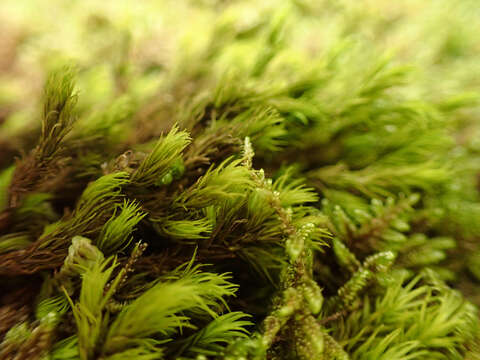 Image of racomitrium moss