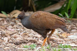 Image of Orange-footed Scrubfowl