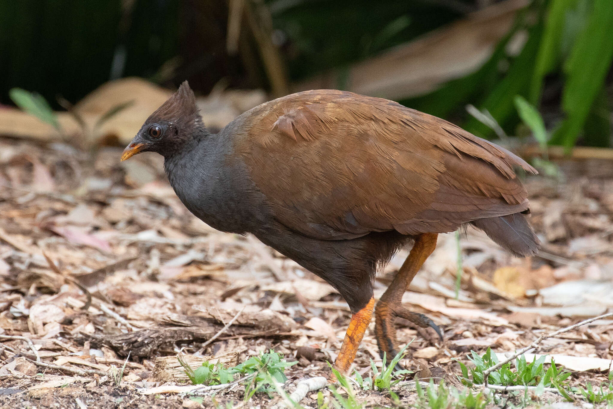 Image of Orange-footed Scrubfowl