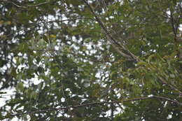 Pycnonotus finlaysoni eous Riley 1940 resmi
