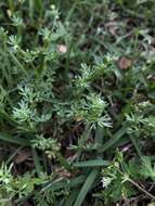 Image of Butler's sandparsley