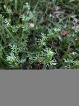 Image of Butler's sandparsley