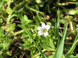 Plancia ëd Bacopa monnieri (L.) Pennell