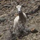 Image of Sierra Nevada bighorn sheep