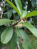 Слика од Ardisia elliptica Thunb.