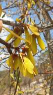 Acridocarpus excelsus A. Juss.的图像