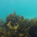 Image of Double sash butterflyfish