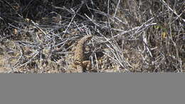 Image of Cope's leopard lizard