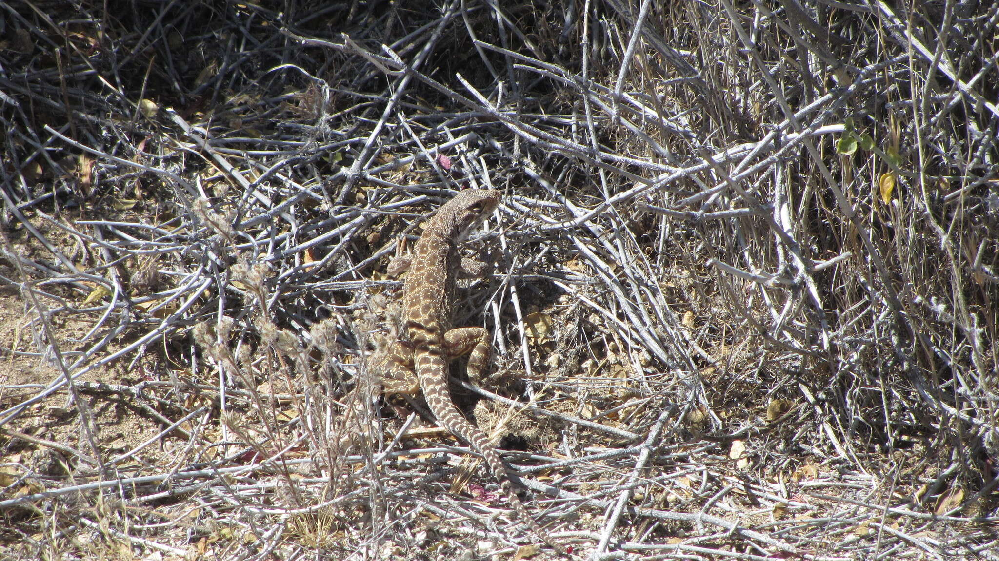 Image of Cope's leopard lizard